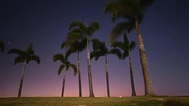 4k实拍夜幕下随风飘动的椰子树视频的预览图